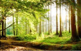 Hauptbild Ein Stück Naturparadies besitzen mitten in der Eifel !!!